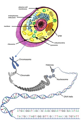 Genetic Testing Cell & Chromosomes